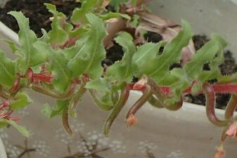Camissoniopsis micrantha Fruit